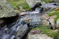 Alpine wildflowers at mountain stream Royalty Free Stock Photo