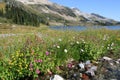 Alpine Wildflowers at Ring Lake Royalty Free Stock Photo