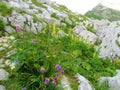 Alpine wildgarden with orange Crepis terglouensis, yellow hawkbit (Leontodon pyrenaicus Royalty Free Stock Photo