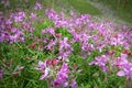 Alpine willowherb