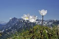 Alpine Wood Anemone