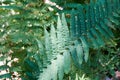 Alpine woodfern, typical flora from the Swiss alps Royalty Free Stock Photo