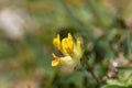 Alpine woundwort (Anthyllis vulneraria subsp. alpicola) Royalty Free Stock Photo