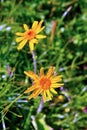 Alpine yellow daisies Royalty Free Stock Photo