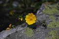 Alpine yellow flowers