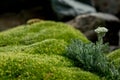 Alpine zone vegetation, small white flower with velvety leaves on moss-covered rock, serene mountain backdrop. Royalty Free Stock Photo