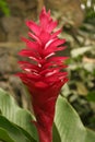 Alpinia Royalty Free Stock Photo