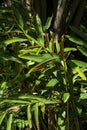 Leaves of a native ginger plant (alpinia caerulea) in a sunny position