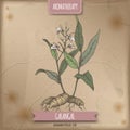 Alpinia galanga aka greater galangal color sketch on vintage background.