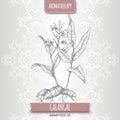 Alpinia galanga aka greater galangal sketch on elegant lace background.