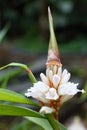 Alpinia oxyphylla Miq. flowers with hat Royalty Free Stock Photo