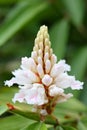 Alpinia oxyphylla Miq. flowers Royalty Free Stock Photo