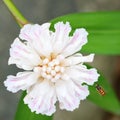 A bee is collecting Alpinia oxyphylla Miq Pollen from flowers