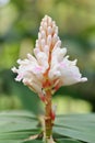 Alpinia oxyphylla Miq. flowers Royalty Free Stock Photo