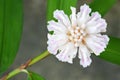 top-down view of Alpinia oxyphylla Miq. flowers