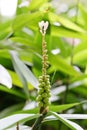 Alpinia oxyphylla Miq. flowers and fruits