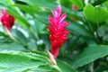 Alpinia purpurata also called ostrich plume