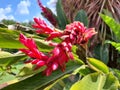 Alpinia purpurata, also known as: red ginger and alpinia, used as an ornamental plant in tropical and subtropical regions Royalty Free Stock Photo