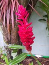 Alpinia purpurata, also known as: red ginger and alpinia, used as an ornamental plant in tropical and subtropical regions. Royalty Free Stock Photo