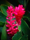 Alpinia purpurata in the family Zingiberaceae