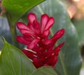 Alpinia purpurata flower