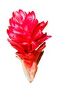 Alpinia purpurata Ginger (isolated flower)