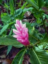 Alpinia purpurata pink ginger in Costa Rica Royalty Free Stock Photo