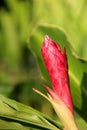 Alpinia purpurata Royalty Free Stock Photo