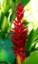 Alpinia purpurata, red ginger,