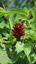 Alpinia purpurata, red ginger, also called ostrich plume and pink cone ginger,