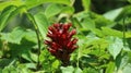 Alpinia purpurata, red ginger, also called ostrich plume and pink cone ginger,