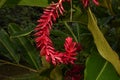 Alpinia purpurata or Red Ginger Lilies