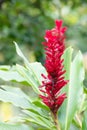 Alpinia Purpurata  Red Ginger plant Royalty Free Stock Photo