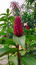 Alpinia purpurata red ginger plant or Costus speciosus tropical forest plant and used as home gardening ornamental plant Royalty Free Stock Photo