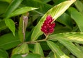 Alpinia Purpurata red ginger plant Royalty Free Stock Photo