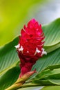 Alpinia purpurata will grow in rainforest of Costa Rica Royalty Free Stock Photo