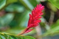 Alpinia purpurata will grow in rainforest of Costa Rica Royalty Free Stock Photo