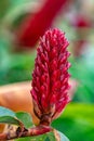 Alpinia purpurata will grow in rainforest of Costa Rica. Quepos Royalty Free Stock Photo