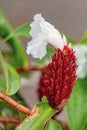 Alpinia purpurata will grow in rainforest of Costa Rica. Quepos Royalty Free Stock Photo