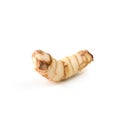 Alpinia Root lengkuas ginger isolated on white background Royalty Free Stock Photo