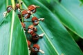 Alpinia zerumbet, ripe shell ginger fruit dehiscing, nature