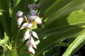 Alpinia zerumbet, commonly known as shell ginger in Varadero, Cuba Royalty Free Stock Photo