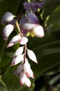 Alpinia zerumbet, commonly known as shell ginger in Varadero, Cuba Royalty Free Stock Photo