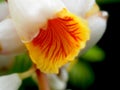 Alpinia zerumbet flower