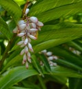 Alpinia Zerumbet, Ginger Shell, Pink Porcelain Lily at Mckee Botanical Garden in Vero Beach, Indian River County, Florida USA