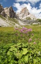 Alps dolomites mountains and purple mountain flowers Royalty Free Stock Photo