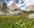 Alps dolomites mountains and purple mountain flowers Royalty Free Stock Photo