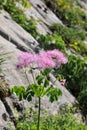 Alps flora - Columbine meadow-rue, (Thalictrum aquilegifolium)