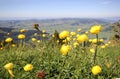 Alps Flora: globeflower Trollius europaeus