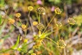 Alps Flora: Hares ear (bupleurum stellatum)